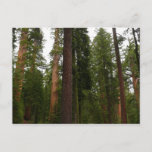Mariposa Grove in Yosemite National Park Postcard