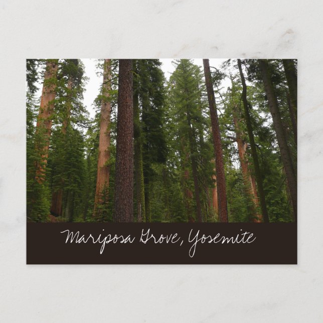 Mariposa Grove in Yosemite National Park Postcard (Front)