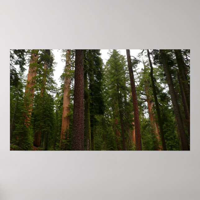 Mariposa Grove in Yosemite National Park Poster (Front)