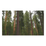 Mariposa Grove in Yosemite National Park Rectangular Sticker