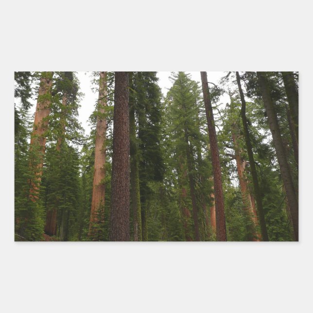 Mariposa Grove in Yosemite National Park Rectangular Sticker (Front)