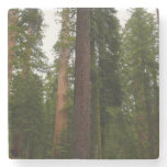 Mariposa Grove in Yosemite National Park Stone Coaster