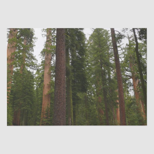 Mariposa Grove in Yosemite National Park Tissue Paper (Front)