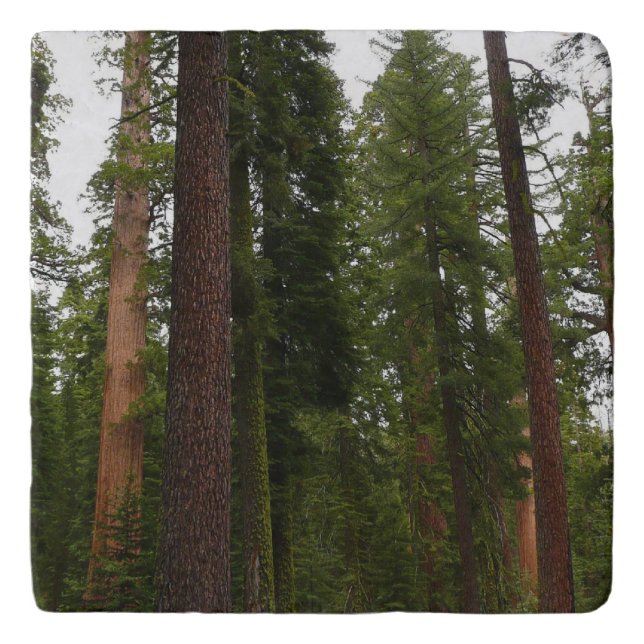 Mariposa Grove in Yosemite National Park Trivet (Front)