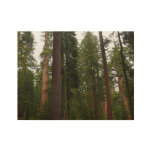 Mariposa Grove in Yosemite National Park Wood Poster