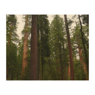 Mariposa Grove in Yosemite National Park Wood Wall Art