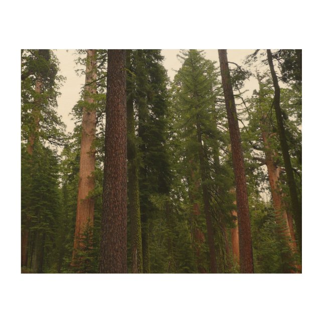 Mariposa Grove in Yosemite National Park Wood Wall Art (Front)