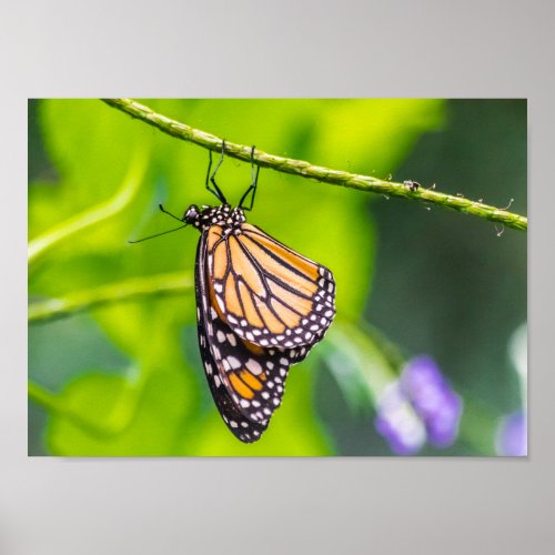 Mariposa Monarca Poster
