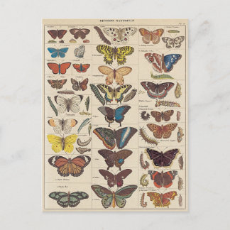 Mariposas Postcard