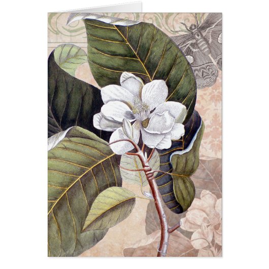 Mark Catesby Magnolia Vintage Elegance (Front)