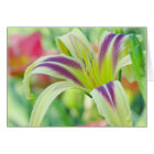 Marked Lily - Daylily