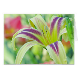 Marked Lily - Daylily Cards