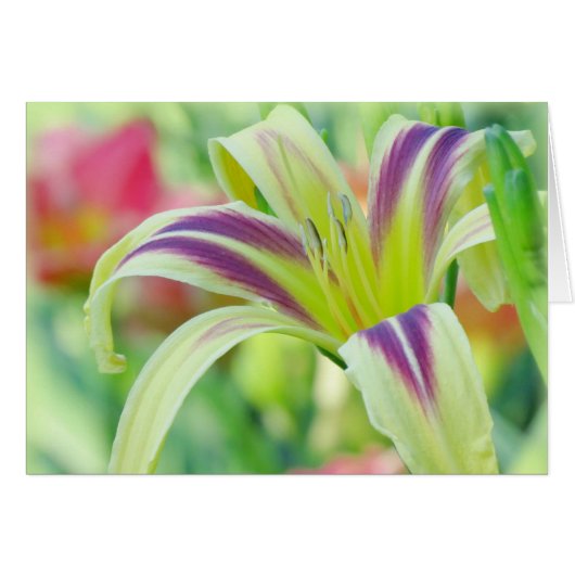 Marked Lily - Daylily Cards (Front Horizontal)