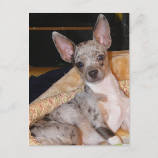 Marley~Class & Color Collide Postcard (Front)