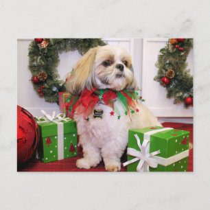 Marley - Shih Tzu - Robbins Postcard