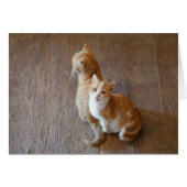 Marmalade kittens sitting pretty (Front Horizontal)