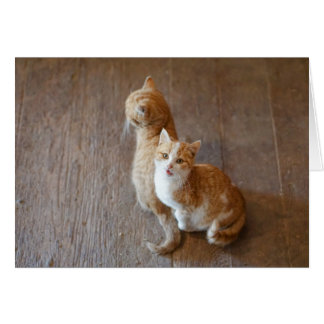 Marmalade kittens sitting pretty cards