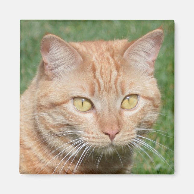 Marmalady in the Sun Magnet (Front)