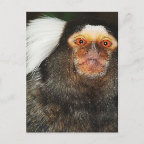 Marmoset Postcard