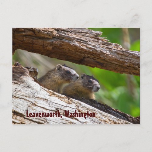 Marmot Brothers Leavenworth Washington Postcard