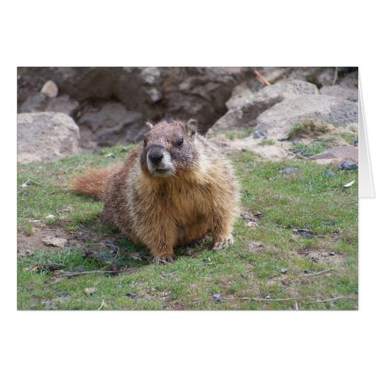 Marmot Cards (Front Horizontal)
