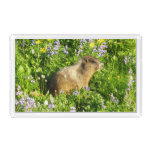 Marmot in Mount Rainier Wildflowers Acrylic Tray