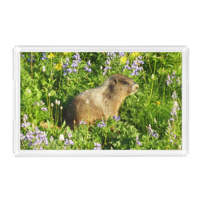Marmot in Mount Rainier Wildflowers Acrylic Tray (Front)