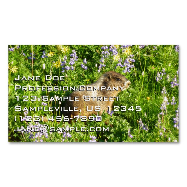 Marmot in Mount Rainier Wildflowers Business Card Magnet (Front)