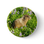 Marmot in Mount Rainier Wildflowers Button