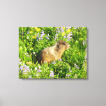 Marmot in Mount Rainier Wildflowers Canvas Print