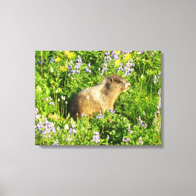 Marmot in Mount Rainier Wildflowers Canvas Print (Front)