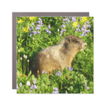 Marmot in Mount Rainier Wildflowers Car Magnet