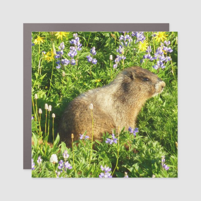 Marmot in Mount Rainier Wildflowers Car Magnet (Front)