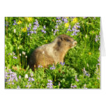 Marmot in Mount Rainier Wildflowers Card