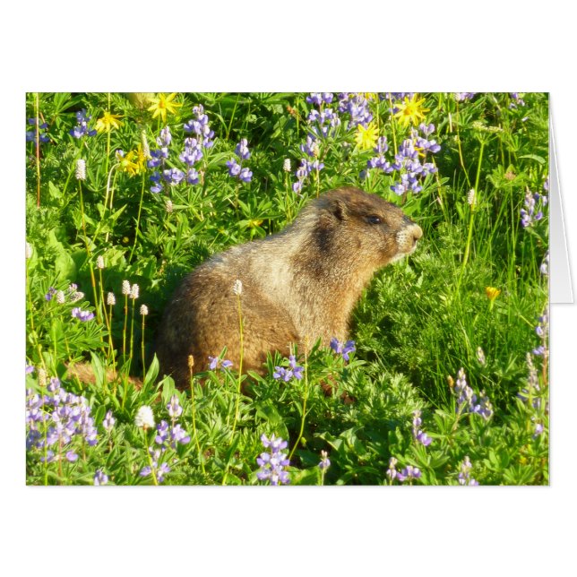 Marmot in Mount Rainier Wildflowers Card (Front Horizontal)