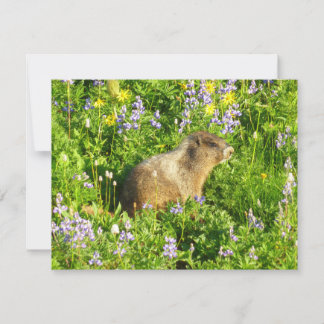 Marmot in Mount Rainier Wildflowers Card