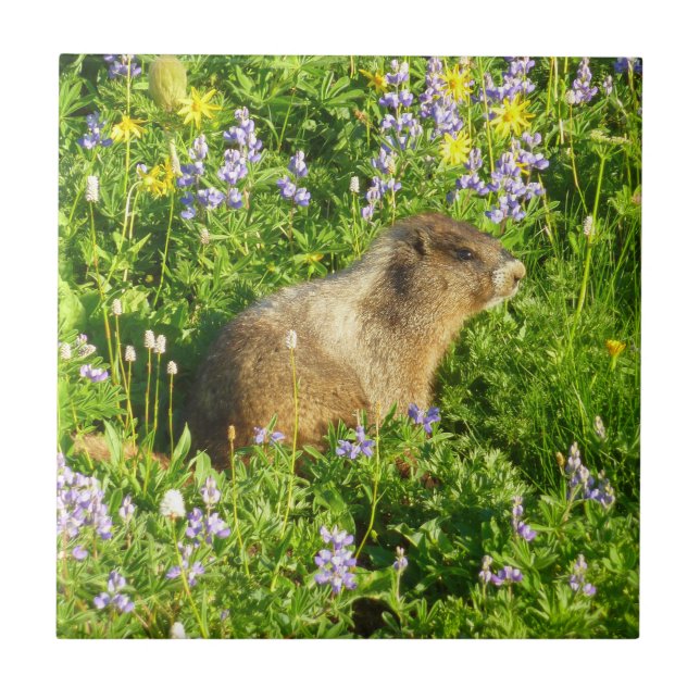 Marmot in Mount Rainier Wildflowers Ceramic Tile (Front)