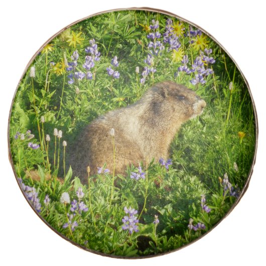 Marmot in Mount Rainier Wildflowers Chocolate Covered Oreo (Front)