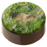Marmot in Mount Rainier Wildflowers Chocolate Covered Oreo