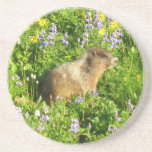 Marmot in Mount Rainier Wildflowers Coaster