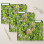 Marmot in Mount Rainier Wildflowers File Folder