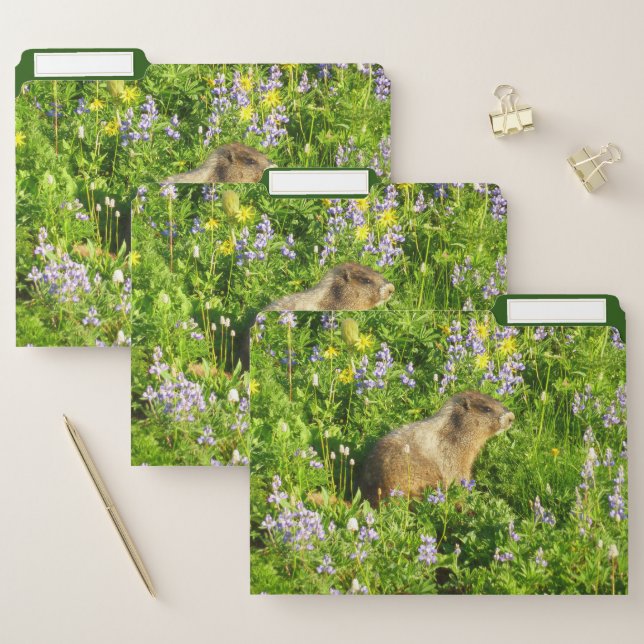 Marmot in Mount Rainier Wildflowers File Folder (Set)