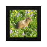 Marmot in Mount Rainier Wildflowers Gift Box