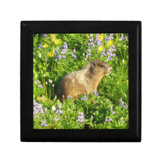 Marmot in Mount Rainier Wildflowers Gift Box