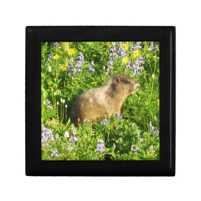 Marmot in Mount Rainier Wildflowers Gift Box (Front)