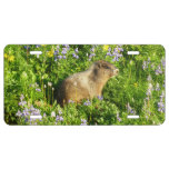 Marmot in Mount Rainier Wildflowers License Plate