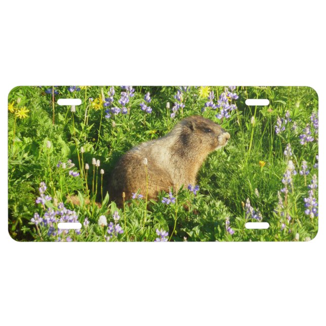Marmot in Mount Rainier Wildflowers License Plate (Front)