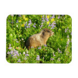 Marmot in Mount Rainier Wildflowers Magnet