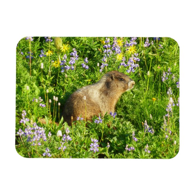 Marmot in Mount Rainier Wildflowers Magnet (Horizontal)