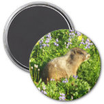 Marmot in Mount Rainier Wildflowers Magnet